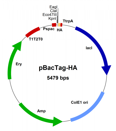 PBT003 Vector Map